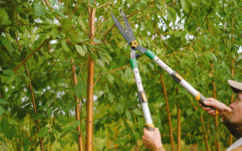 Tree trimming in Van Hornesville, NY